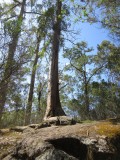 Tree in the Rock