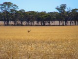 Next morning...Emu in the field