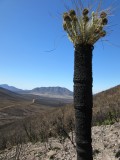 Another bushfire has been through but again nature is recovering