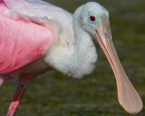 Roseate Spoonbill and Ibis Gallery
