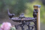 Oiseaux - Birds