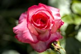Rose_148A0699D.jpg