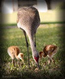 Sandhill Crane Babies and mother