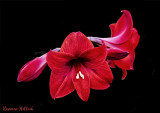 Amaryllis