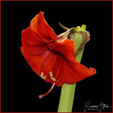 Amaryllis FINI.jpg