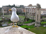 The Forum .. 8551