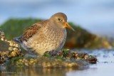 purple sandpiper.... paarse strandloper