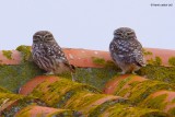 little owl.... steenuil