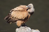 griffon vulture.... vale gier