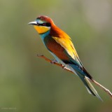 european bee-eater.... bijeneter