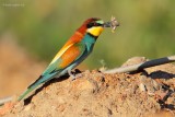 european bee-eater.... bijeneter