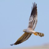 montagus harrier.... grauwe kiekendief