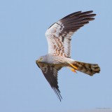 montagus harrier.... grauwe kiekendief