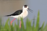 black-winged stilt.... steltkluut