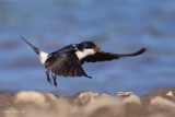 house martin.... huiszwaluw