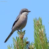 southern grey shrike.... zuidelijke klapekster