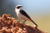 black-eared wheatear.... westelijke blonde tapuit