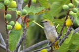 golden oriole ..... wielewaal