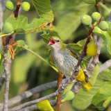 golden oriole ..... wielewaal
