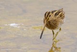 common snipe ..... watersnip