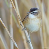 moustached warbler. Zwartkoprietzanger