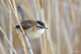 moustached warbler…. Zwartkoprietzanger