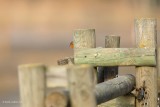 robin.... roodborst