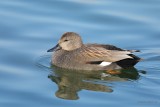 gadwall.... krakeend