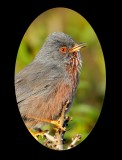 dartford warbler. provenaalse grasmus