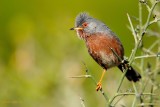 dartford warbler…. provençaalse grasmus