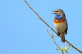 bluethroat.... blauwborst