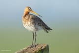 black-tailed godwit…. grutto