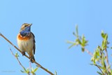 bluethroat.... blauwborst