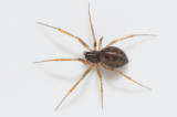 NTvker Halland 12.2-19 adult female