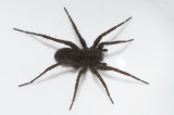Obbhult Halland 9.4-19 female