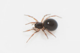 Erigonella hiemalis ( Vårdvärgspindel )