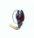 Microlinyphia pusilla ( Glansbaldakinspindel )