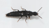 Quedius mesomelinus 9 mm