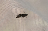 Glyphipterix haworthana ( Tuvullshakmal )