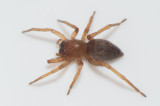 Angryd Halland 23.4-19 adult female