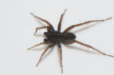 Angryd Halland 23.4-19 adult male