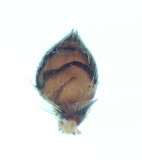 Philodromus fuscomarginatus ( Kopparsnabblpare )