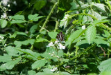 Jravallen Skne 28.6-19