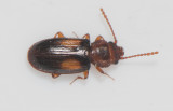  Laemophloeidae ( Ritsplattbaggar )