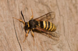 Varberg Halland 9.7-19