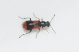 Anthocomus equestris