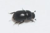 Euorodalus coenosus ( skoveldyngbagge )