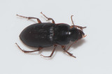 Harpalus smaragdinus ( sandfrölöpare )