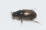 Melinopterus punctatosulcatus ( Mörk vårdyngbagge )