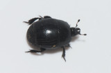 Hister unicolor